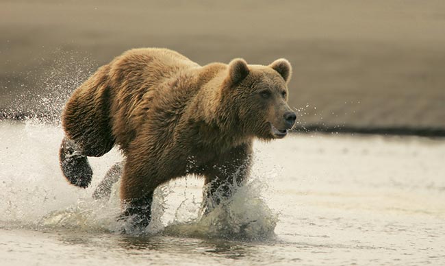 A brown bear charging through shallow water